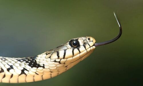 4 Awesome Facts About Snakes