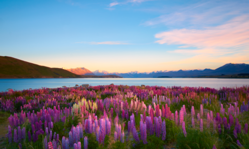 Exploring New Zealand Visitor Visa Options: What You Need to Know